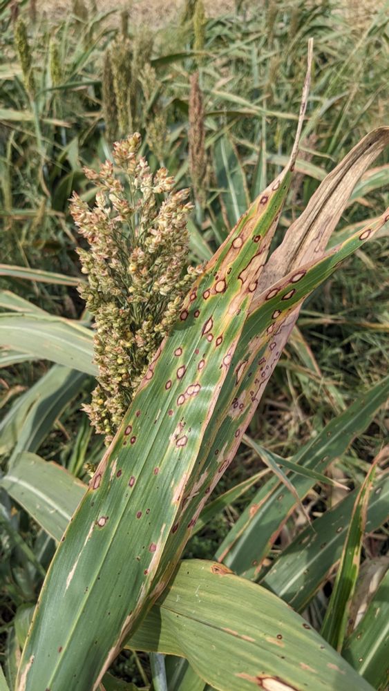 Sorghum leaf diseases