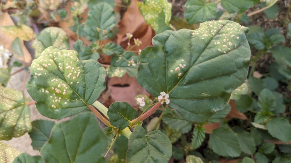 White rust on a weed