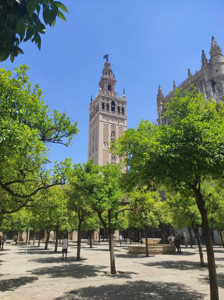 La Giralda. The ancient Islamic tower of Seville rises above the green orange trees of the holy courtyard. 