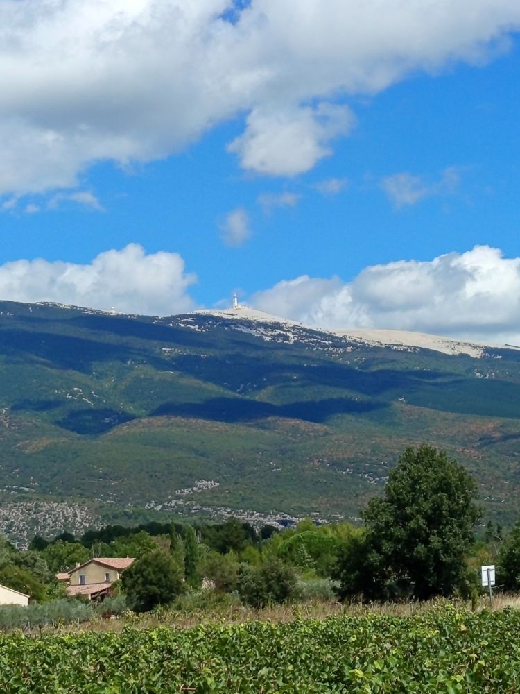 The white summit of Mont Ventoux over typical Provencal vineyards. 