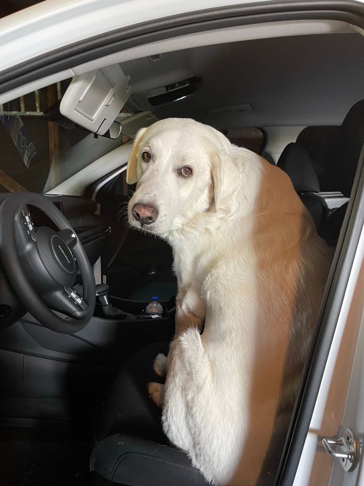 Photo of Elmer the Great Pyrenees in the driver’s seat behind a steering wheel, going as an Uber driver for Halloween. 