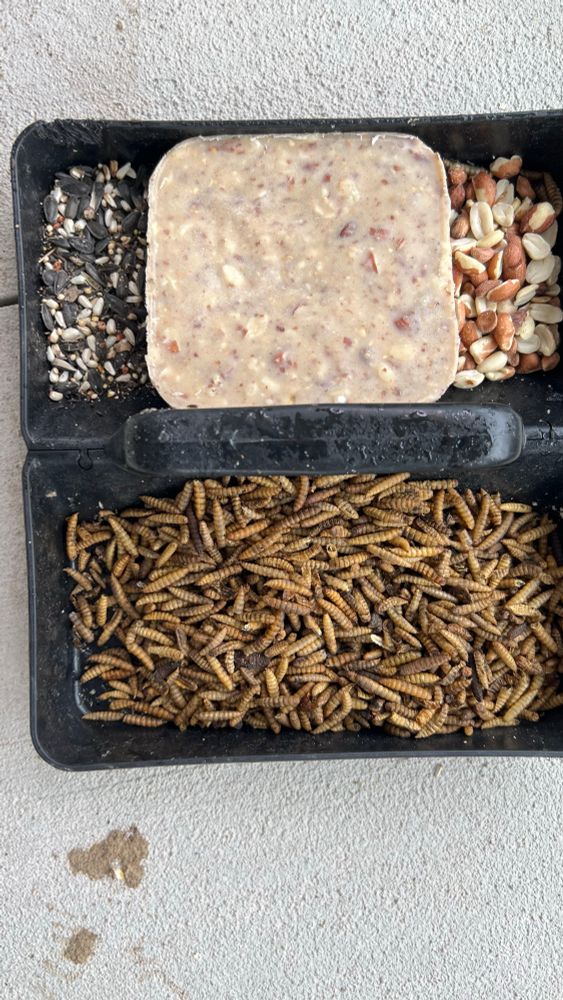 A divided tray that hangs inside protective grid panels that only wrens and other small birds can fit through. On the left side is a peanut butter suet cake bordered by shelled peanuts and mixed seeds. On the right side is Sputnik’s favorite brand of dried mealworms.