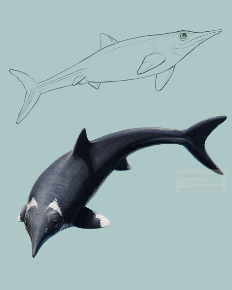 A couple of studies of the Jurassic ichthyosaur Hauffiopteryx typicus. Top: line study of the animal swimming viewed from below and laterally. Bottom: Color study showing the animal swimming viewed from above and turning. It is primarily black with a pair of white blotches on the neck behind the eye and on the tip of the flippers