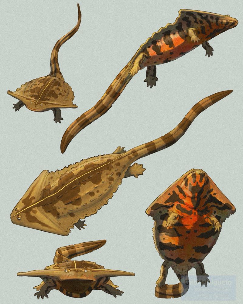 Studies of Diolocaulus swimming in five different positions 