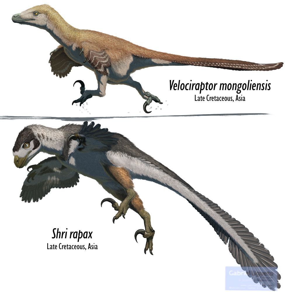 Reconstructions of Velociraptor running (top) and Shri rapax jumping (bottom)