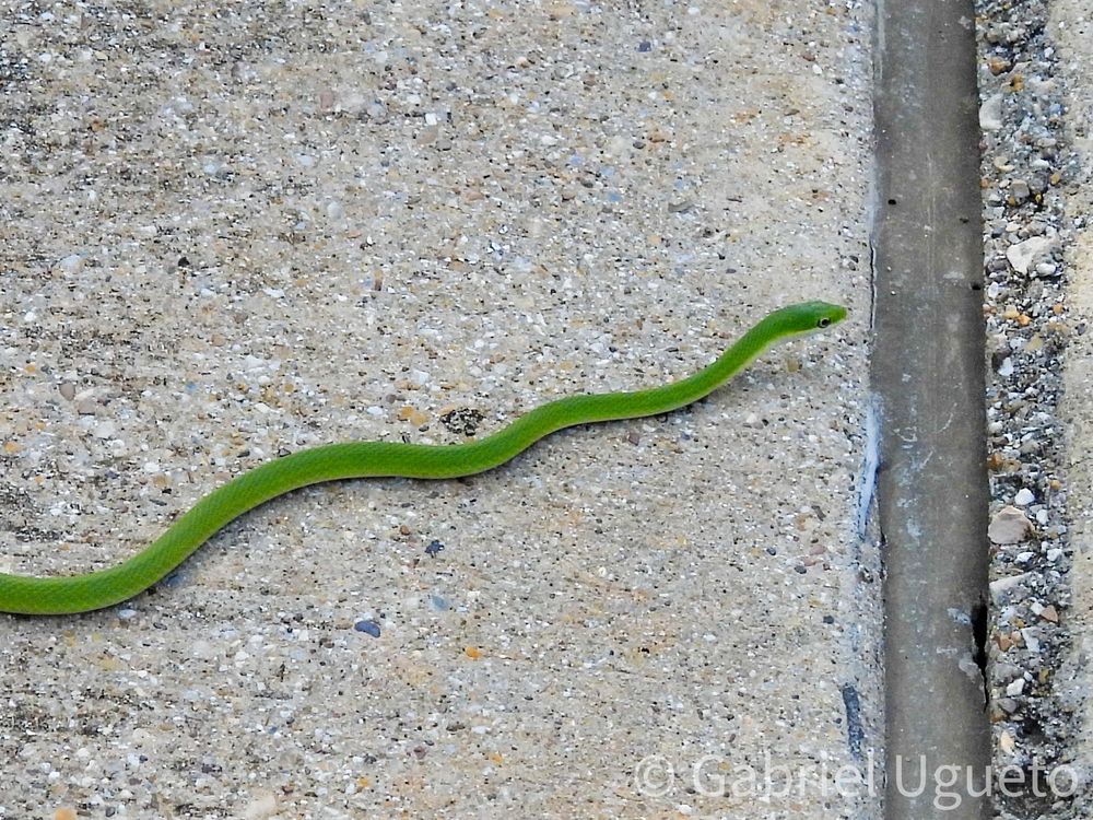 Detail of the head and anterior body of the snake of the previous photo 