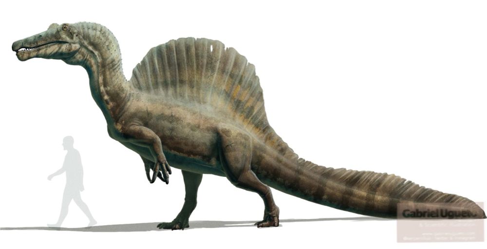 Illustration of Spinosaurus next to the silhouette of a ca. 1.8 m tall human 