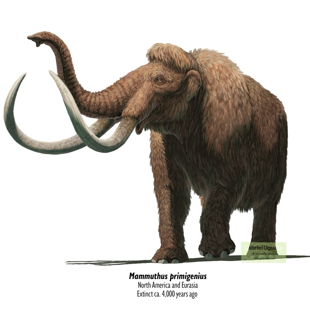 Illustration of a Woolly Mammoth raising its trunk 