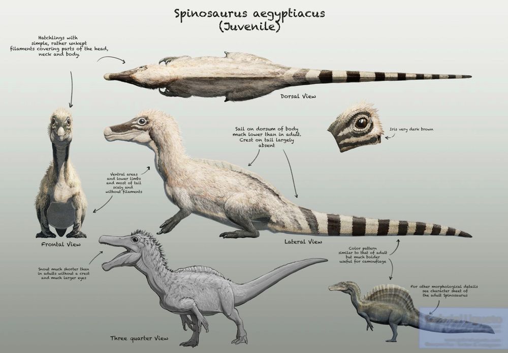 Concept art of baby Spinosaurus for the upcoming NBC Universal docuseries Surviving Earth