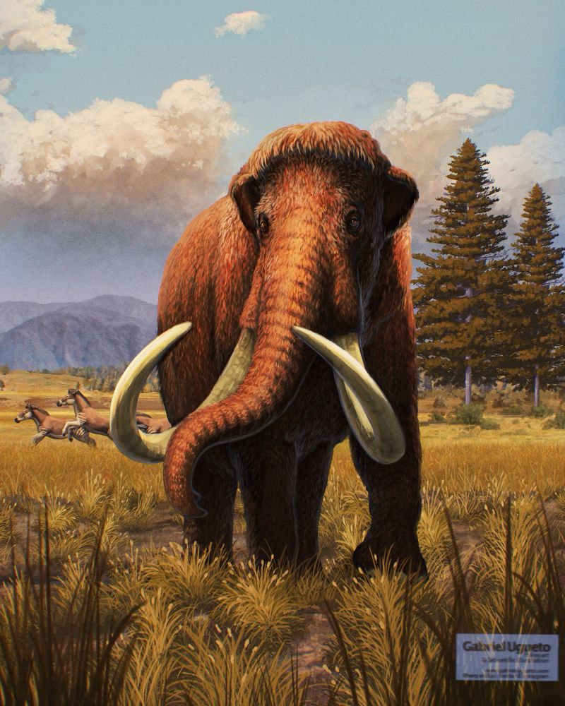 Illustration of a woolly mammoth walking in a grassland. In the background a group of extinct horses running 