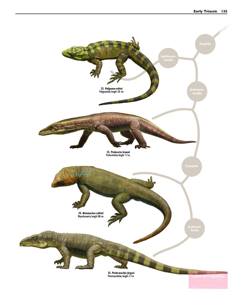 Plate of my book showing 4 species of lepidosauromorphs and archosauromorphs arranged taxonomically 