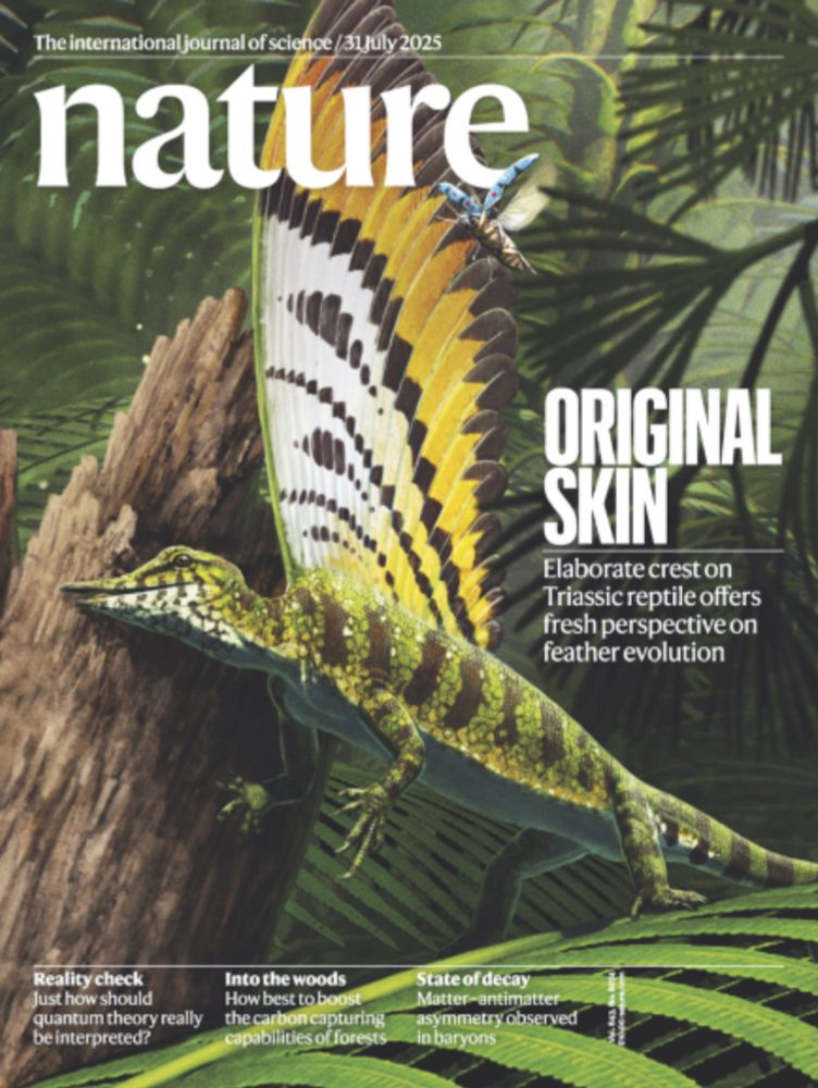 Cover of the latest issue of Nature, showing my illustration of Mirasaura 