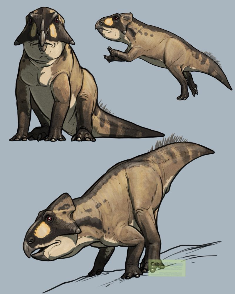 Three quick studies/sketches of Leptoceratops. Top left: sitting and facing the viewer. Top right: running. Top bottom: crouching sideways 