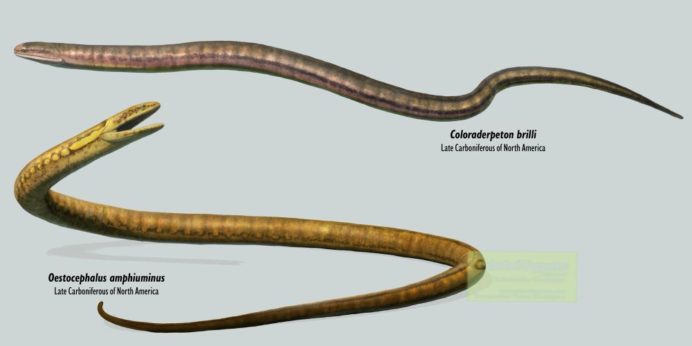Reconstructions of Coloraderpeton (top) and Oestocephalus (bottom) 