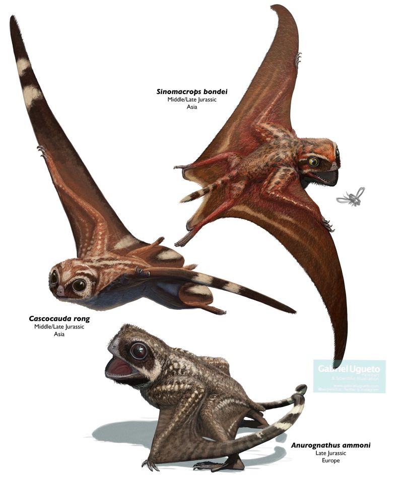 Reconstructions of Sinomacrops (top) flying and hunting an insect, Cascocauda (center) flying and Anurognathus (bottom) on the ground in a defensive posture