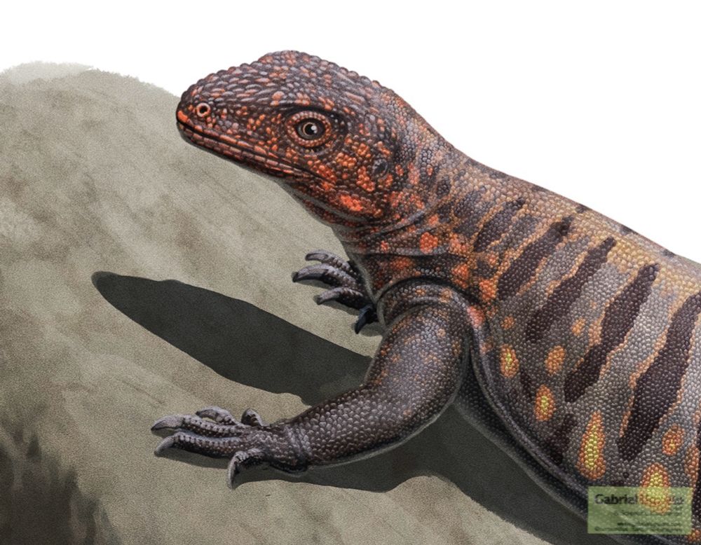 Close up of the head and anterior body of Millereta 