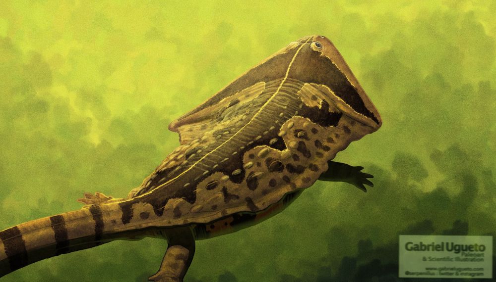 Sneak peek of an illustration of Diplocaulus swimming which I am currently working on 