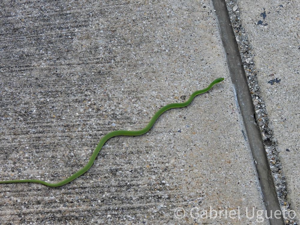 Photo of a Rough Greensnake I found this morning on a paved trail 
