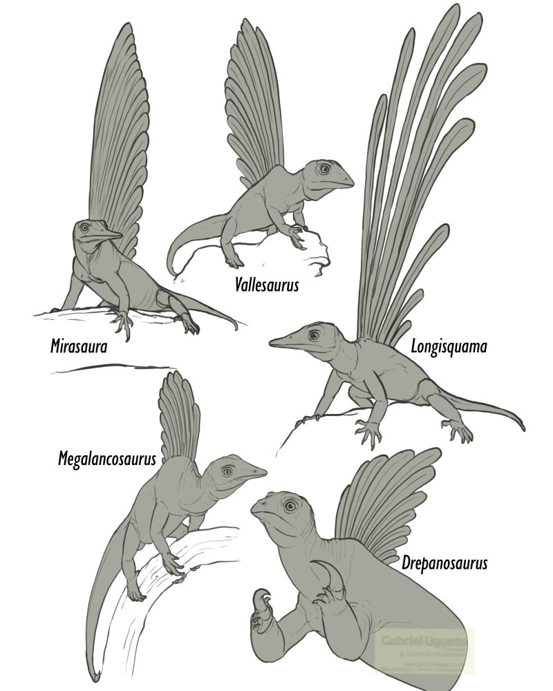 Sketches showing Mirasaura and Longisquama together with Vallesaurus,Megalancosaurus and Drepanosaurus all with dorsal crests formed plume-like structures like those present jn the first two taxa