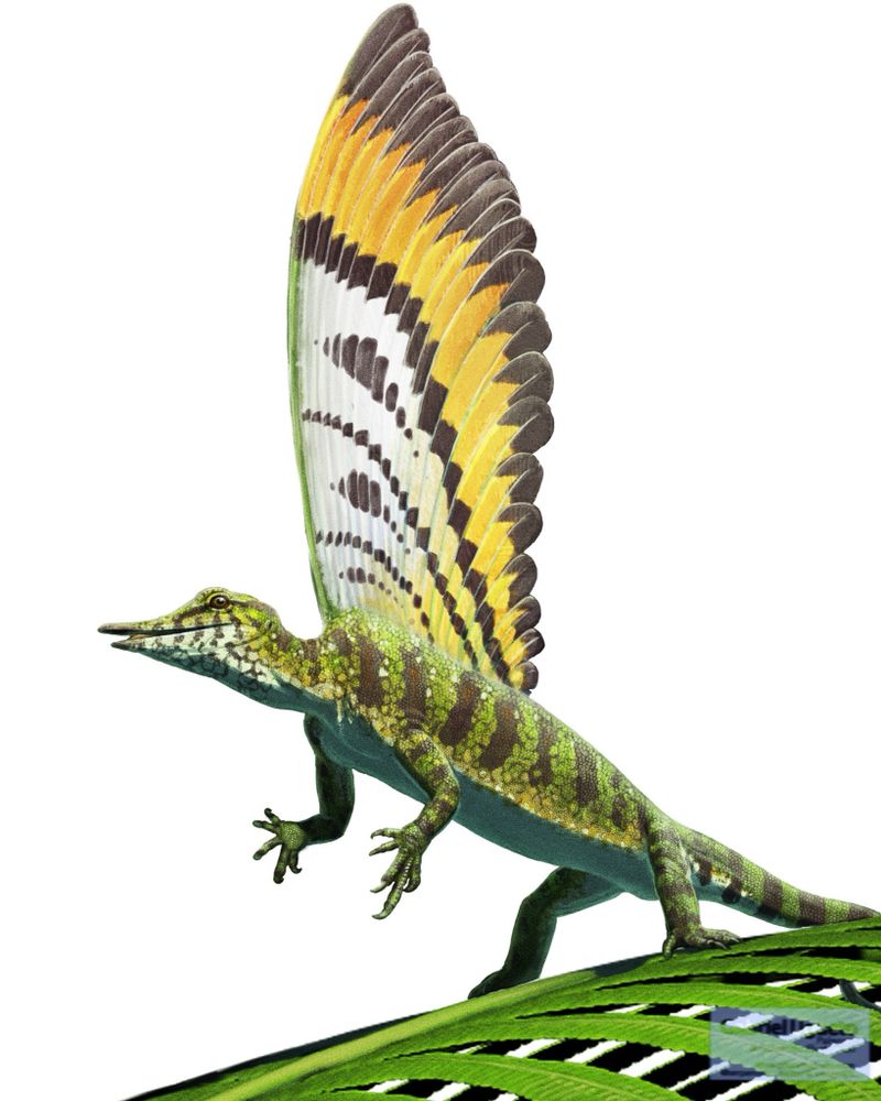 Illustration of Mirasaura on a blank background