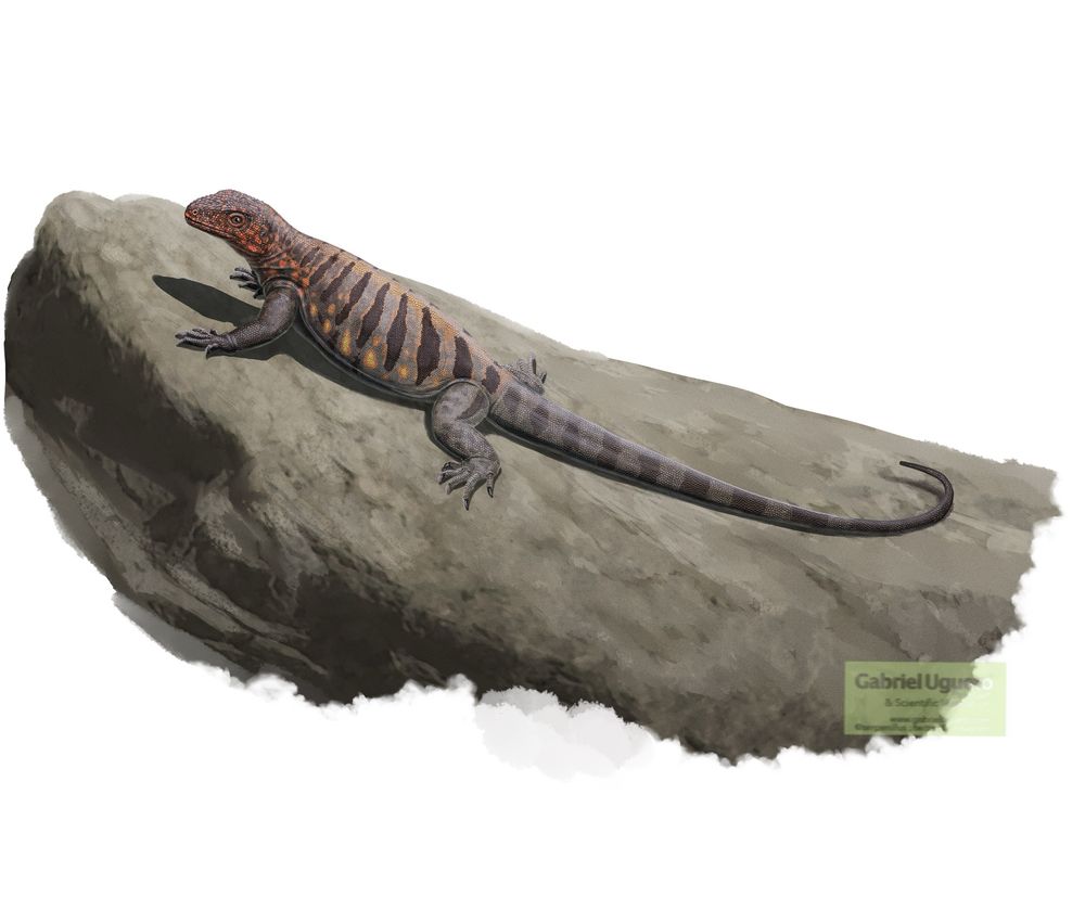 Illustration of Millereta basking in top of a rock

