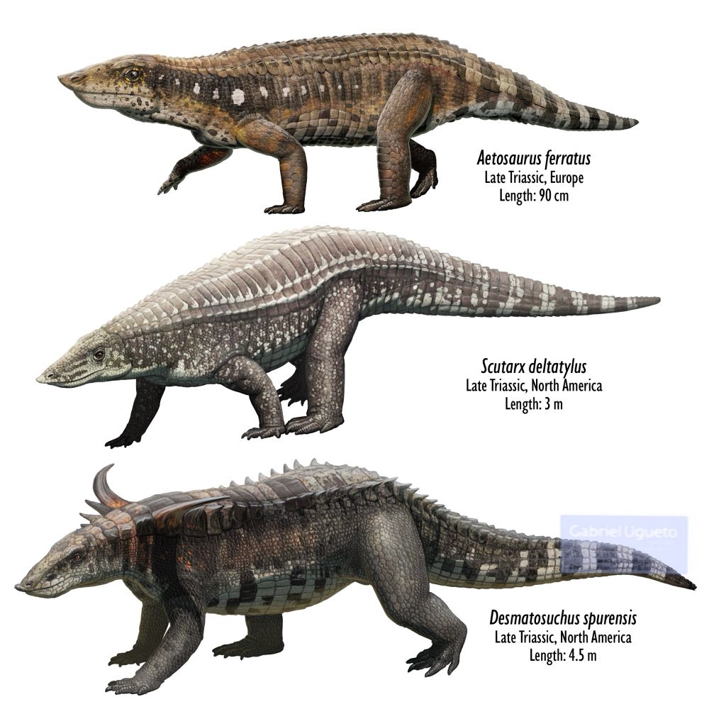 Illustration of three species of aetosaurs. Top: Aetosaurus ferratus, middle: Scutarx deltatylus and bottom: Desmatosuchus spuriensis 