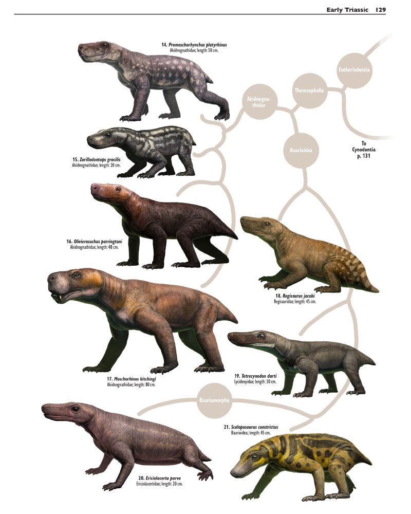 A plate depicting the therocephalians of the Beaufort Group of South Africa. There are eight species arranged in a stylized cladogram. Promoschorhynchus, Zorrillodontops, Olivierosuchus, Moschorhinus, Regisaurus, Tetracynodon, Ericiolacerta and Scoloposaurus