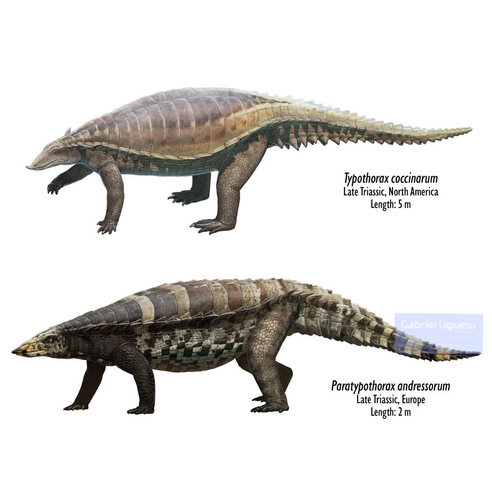 Reconstruction of two species of Aetosaurs. Top: Typothorax coccinarum. Bottom: Paratypothorax andressorum 