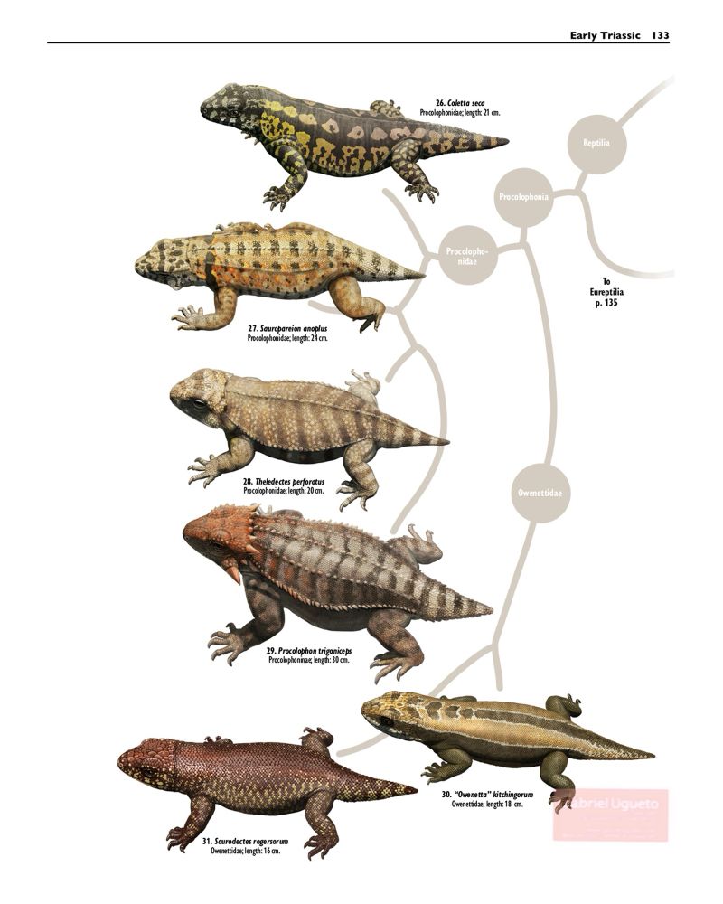 Plate of my book showing 6 species of procolophonian reptiles arranged taxonomically 