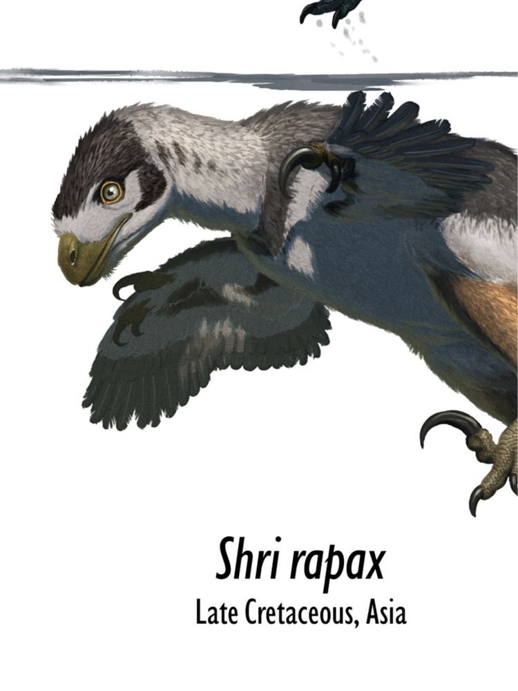 Detail of the head and anterior body of Shri rapax of the previous illustration