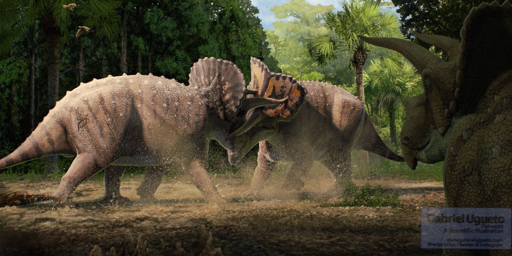 Illustration of two male Triceratops in combat 