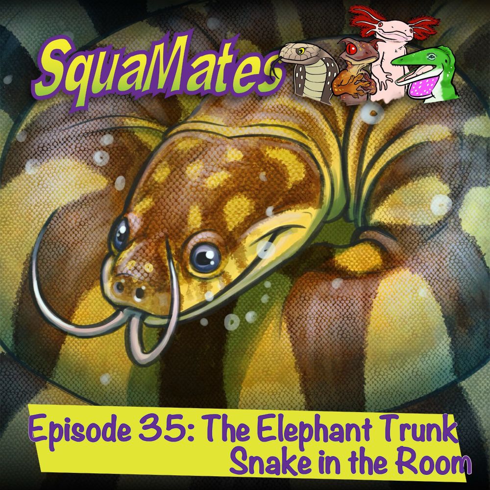 An illustration of the elephant trunk snake Acrochordus granulatus flicking its deeply bifurcated tongue underwater. These snakes feature blackish and yellowish or whitish stripes, and have ridiculously baggy skin with tiny, rough scales the helps them grip their fishy prey. They are the puppies of the snake world. Adorable.
The logo of the show, SquaMates, featuring illustrations of a cobra, leaf-tailed gecko, axolotl, and anole, is across the top of the image. Across the bottom, a yellow box with purple text in a jaunty font reads 'Episode 35: The Elephant Trunk Snake in the Room'
