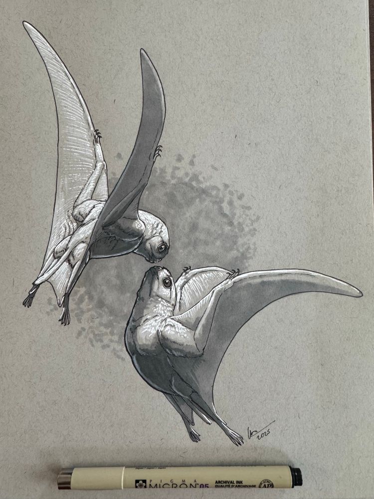 A pair of Sinomacrops flying and joining their snout together  