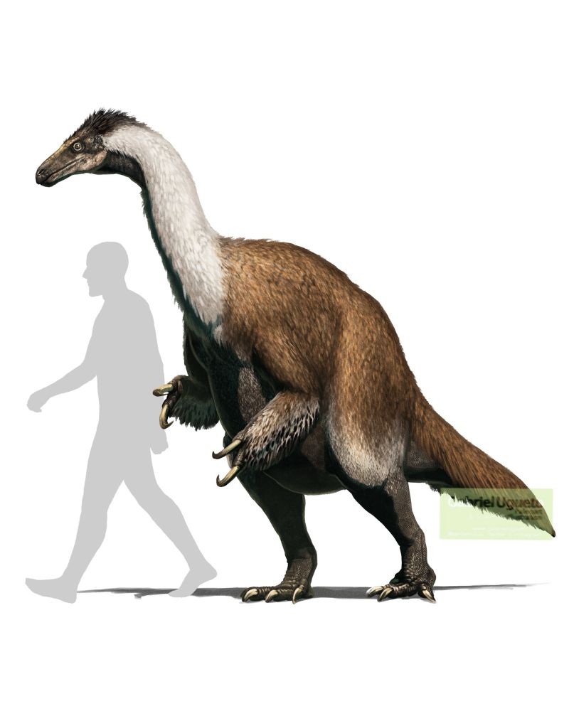 Reconstruction of Duonychus standing next to the silhouette of a ca. 1.8 m tall human 