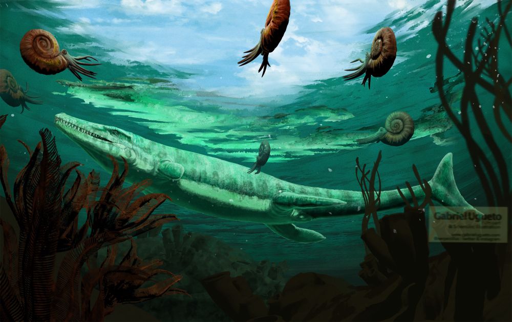 An illustration depicting Plesiosuchus swimming in shallow coastal waters viewed from below. Several ammonites are in the scene as well 