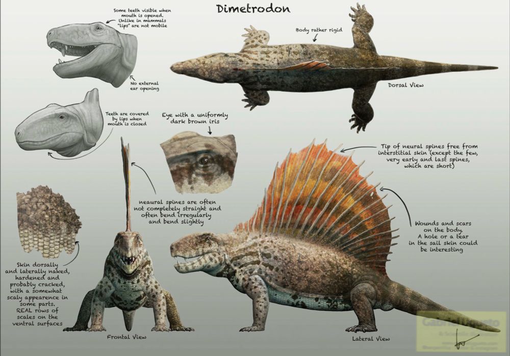Concept art for the upcoming show Surviving Earth depicting Dimetrodon in various orthographic views as well as details of the skin, the eye and the head