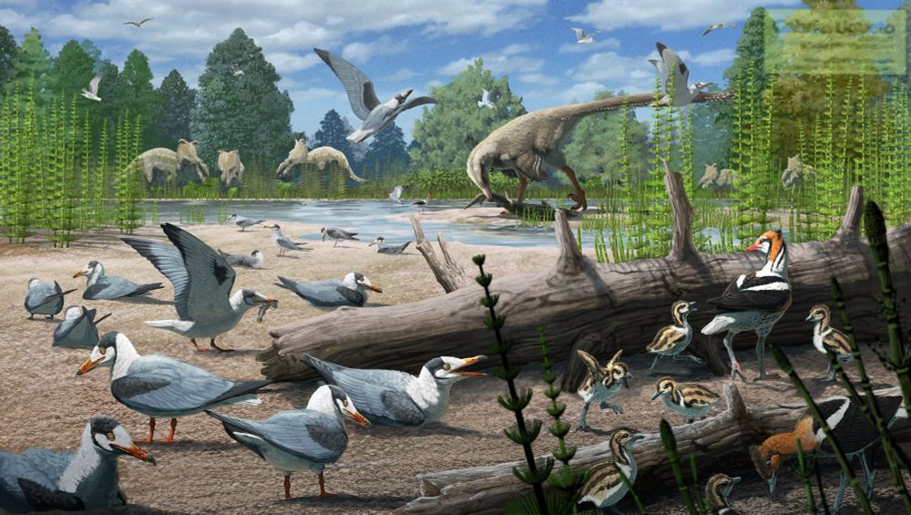Illustration depicting a late Cretaceous arctic beach where several species of birds are nesting and several other dinosaurs are around 