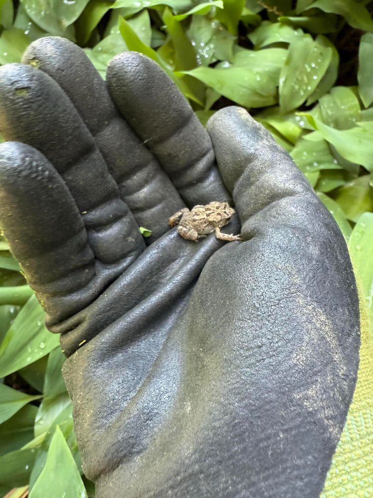 A small toad rests in a gloved hand, surrounded by green foliage.