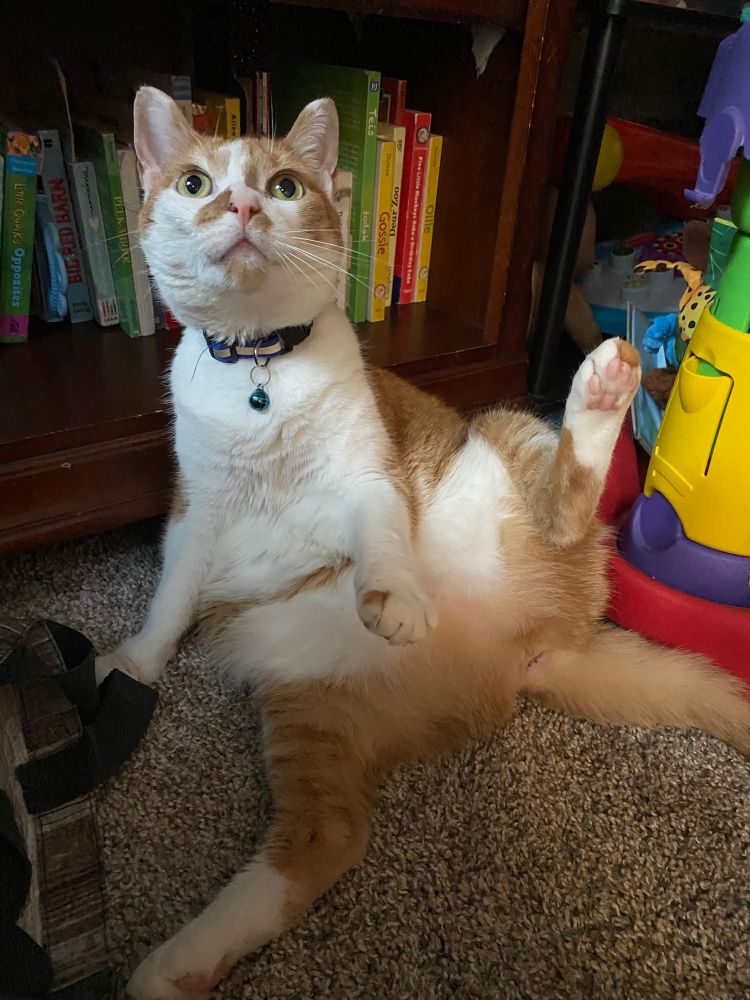 An orange and white cat sits awkwardly and looks up, exposing her fluffy white belly. 