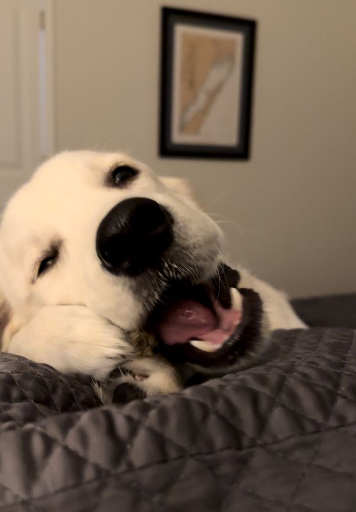 Birdie, a 6month old cream, colored long haired puppy lays on a grey quilt with a nylabone held in her paws and her mouth is halfway open mid-chew