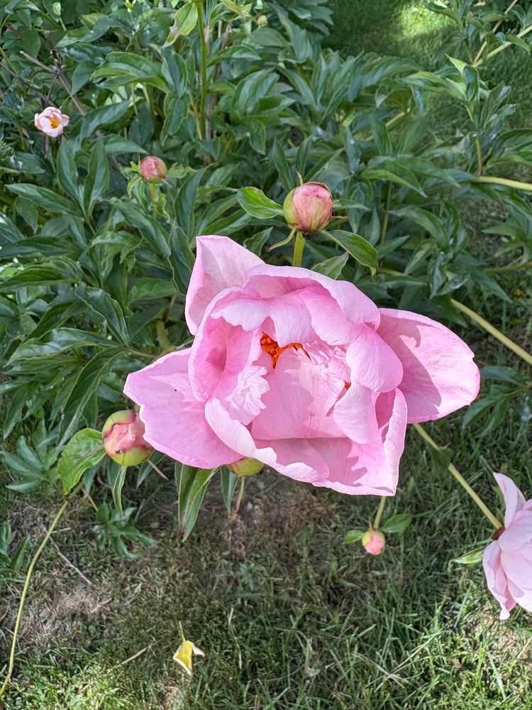 Pink peony flower blooming