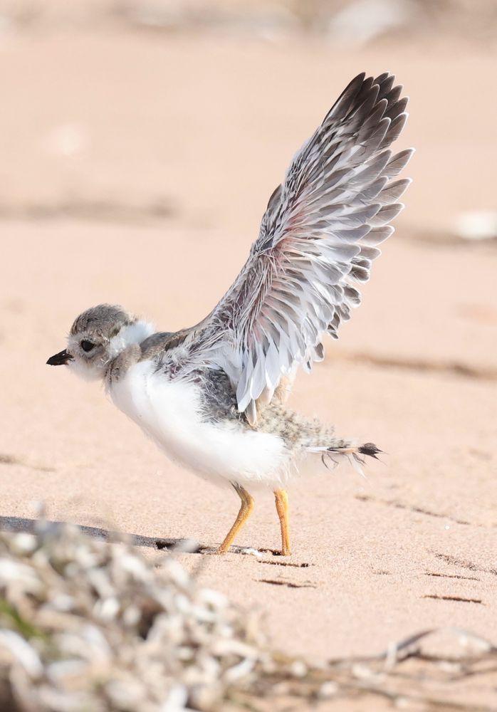A small shorebird on a beach with its wings stretched upwards