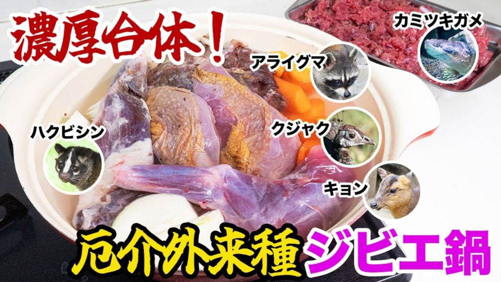 濃厚合体！厄介外来種ジビエ鍋！（キョン・アライグマ・クジャク・カミツキガメ・ハクビシン）
