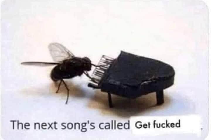 A housefly playing a tiny piano, with the text the next song is called get fucked underneath it.