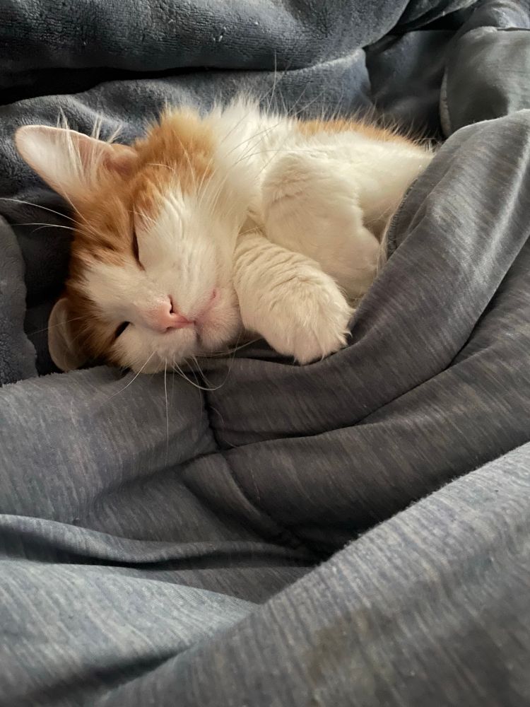 Sage, a white and orange cat is snuggled under a blueish grey cover with two paws up by her chin.