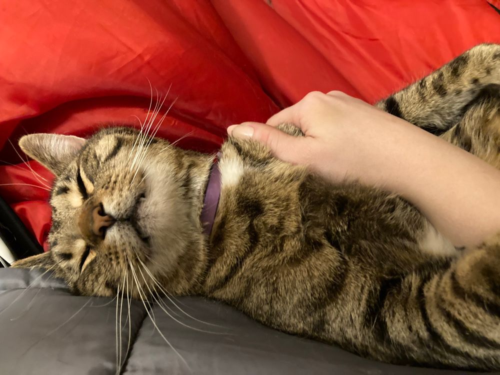 A giant gray cat with a giant grin, laying on his back, having his belly rubbed, and clearly out of his mind with bliss. 