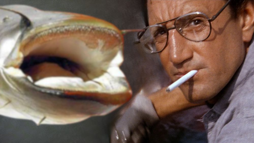 berühmtes Bild aus dem Film "Der weiße Hai", statt dem Hai wurde ein Wels in das Bild montiert
