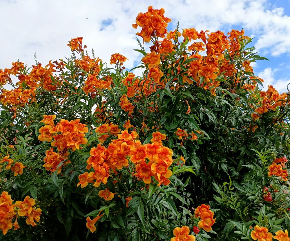 Orange and yellow blooms on a shrub