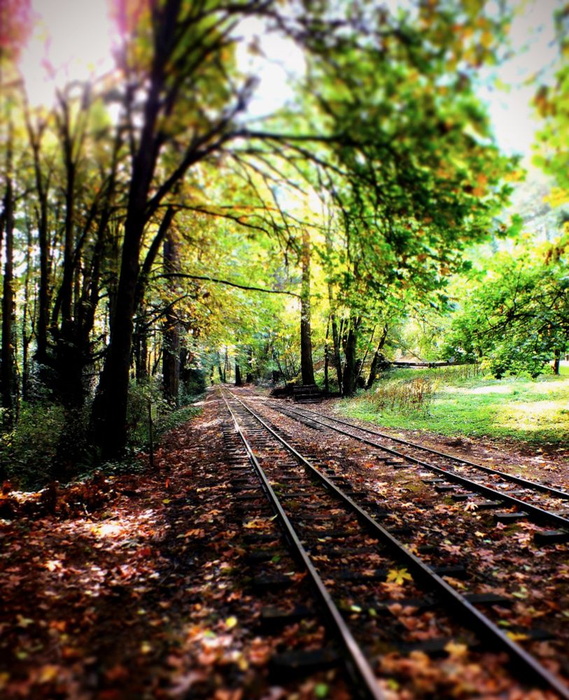 Train tracks cutting through trees with leaves on the ground