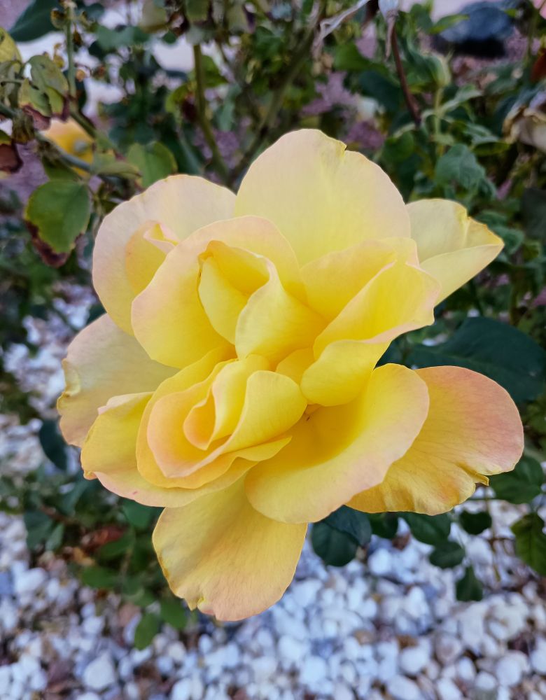 Yellow rose